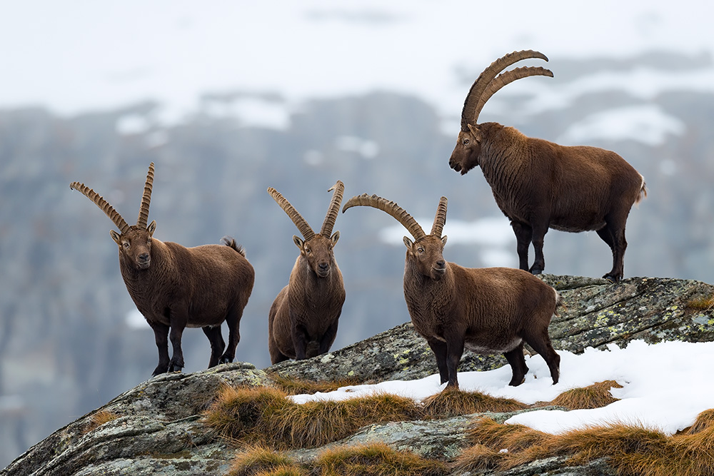 galleria/Ibex_14.jpg